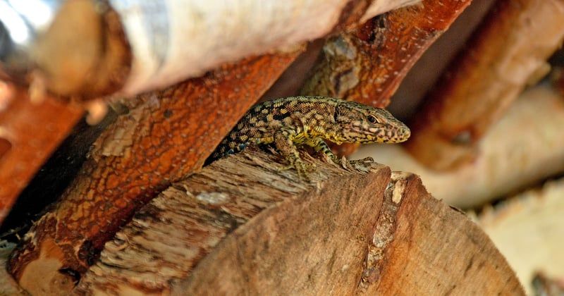 Upcycling-Alarm: Alte Möbel neu gestalten für den Garten